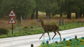 Drivers should take extra care on the roads as deer mating season approaches