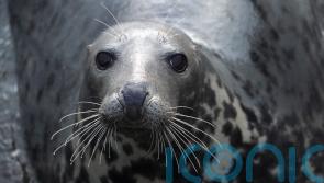 Seal ‘surrenders’ at US police station after avoiding capture in pond