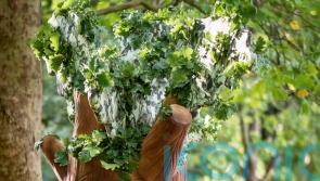 Pharmacist hopes to beat world record at London Marathon dressed as a tree