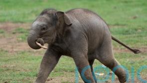 Baby Asian elephant named Thai word for Queen in honour of the late monarch