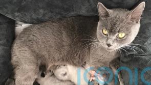 Shock discovery: Missing cat and four kittens found in electrical substation