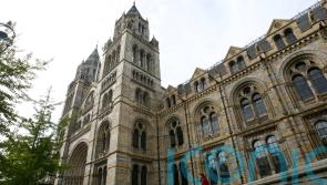 Natural History Museum helps Ukrainian scientists in bid to save historic murals