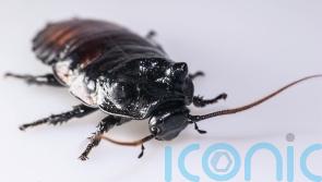 Researchers develop new technology to kill cockroaches
