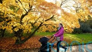 Expect muted autumn colours after summer’s drought, nature lovers told