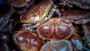 Crab deaths more likely caused by industrial toxins than algal bloom – study