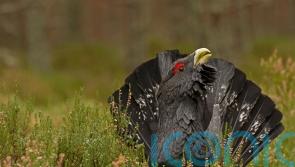 Capercaillie numbers fall to critically low numbers, survey finds