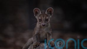 Zoo shares rare sighting of first fossa pups to be born in its 91-year history