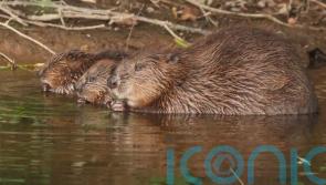 Lead the way on beaver reintroduction, Government told