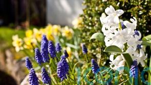 How to save money on your spring flower display