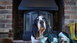 10 of the best dog-friendly hotels in the UK