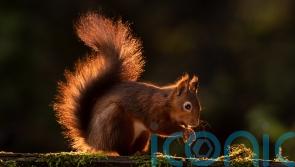 Scots urged to help ‘iconic’ species by being squirrel spotters