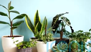 What NOT to do to your houseplants if you want them to survive