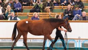 Dubawi filly fetches 1.3million guineas at Tattersalls