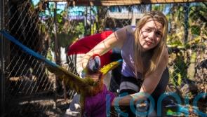 Rescuers flock together to save 275 parrots stranded by hurricane