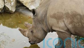 Zookeepers mourn death of 36-year-old white rhinoceros