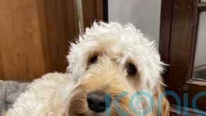 Dog run over and killed after men try to steal owner’s phone