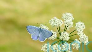 Butterfly numbers still ‘worryingly low’ in 2022 despite good weather