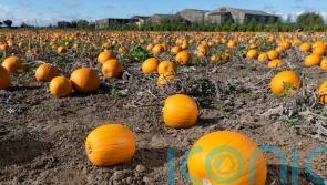 Pumpkin grower says there is ‘full availability’ despite summer heatwave