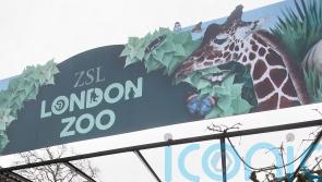 London Zoo reveals five animal escape attempts in four years