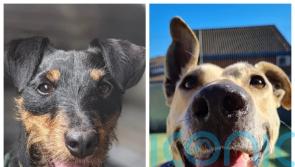 ‘Cheeky’ and ‘affectionate’ long-term RSPCA residents looking for new homes