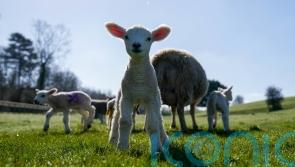 Truss hails ‘milestone’ as UK exports lamb to US for first time since 1989