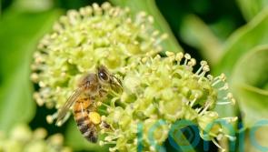 How to keep bees happy in autumn