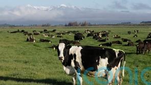 New Zealand proposes taxing cow burps as part of plan to tackle climate change