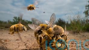 Winning images in the Wildlife Photographer of the Year competition revealed