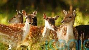 Call for citizen scientists to help record mammal activity in the UK