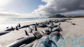 477 whales die in ‘heartbreaking’ New Zealand strandings