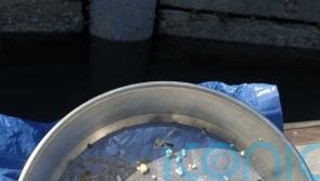 Mechanical devices to capture plastic pollution trap marine organisms &ndash; study