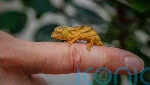Chester Zoo celebrates ‘first breeding’ of rare chameleon in the UK