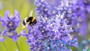 Slater announces £2.9m funding to tackle ‘nature emergency’