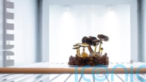 Scientists to examine how mushrooms become magic