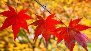 These Japanese maples will bring a world of autumnal colour to your garden
