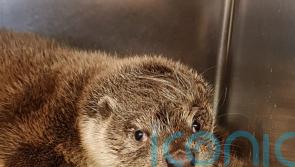 Otter pup rescued from Tesco van’s engine compartment