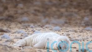 First grey seal pup of the year is born at England’s largest colony