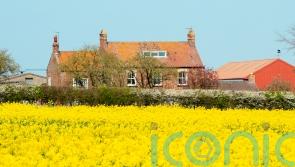Common weed killer ‘linked to inflammation of the gut’