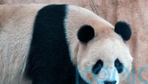 Pandas sent by China arrive in Qatar ahead of World Cup