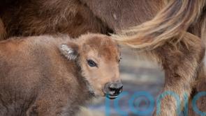 Rangers ‘elated’ by birth of baby bison in ancient woodland