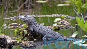 Alligator found hiding in shrubbery in rural Idaho neighbourhood
