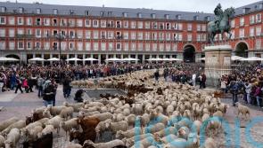 Sheep and goats cross Madrid in echo of past practice