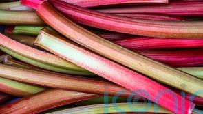 Love rhubarb? Save on grocery bills by growing your own