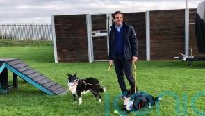Views sought on MSP’s dog theft Bill as consultation opens