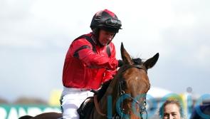Ahoy Senor on course to return in Charlie Hall this weekend