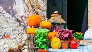 How to make the most of your Halloween pumpkin, so it doesn’t go to waste