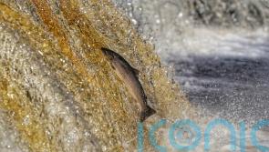 Anglers celebrate after hydropower scheme is shelved on salmon river
