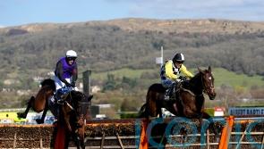 ‘Big disappointment’ for Mullins, as The Nice Guy ruled out for the season