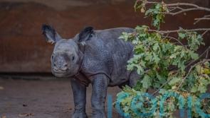 Birth of rare greater one-horned rhino calf captured on camera at Chester Zoo