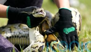 Florida teenager captures 28 Burmese pythons to win ecology challenge prize